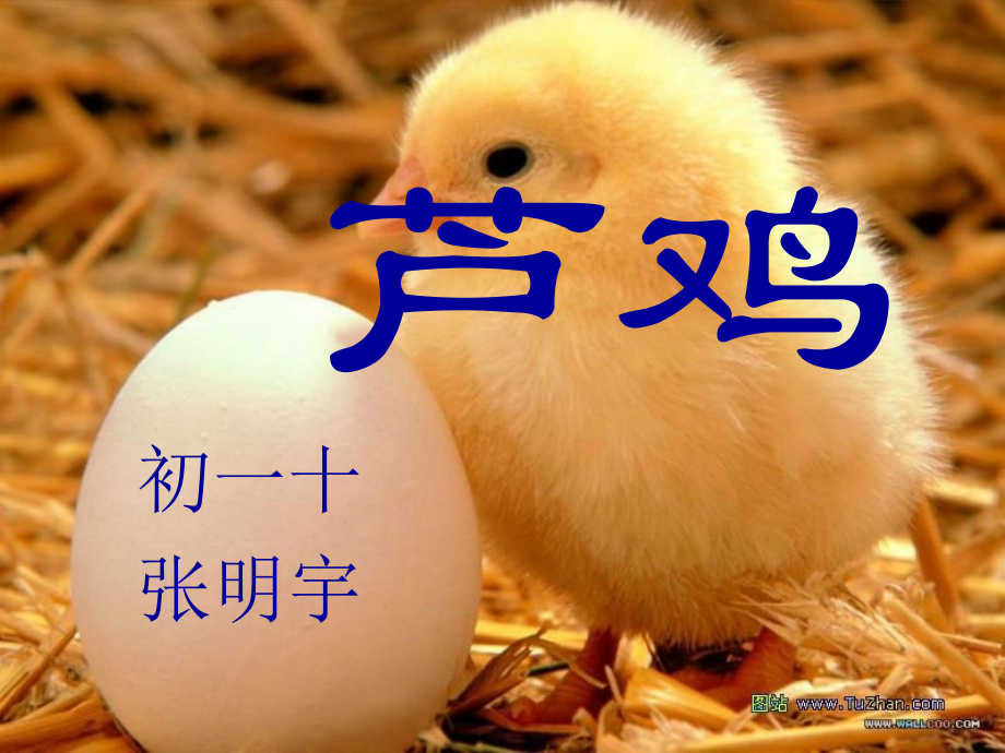 芦鸡综述.pptx_第1页