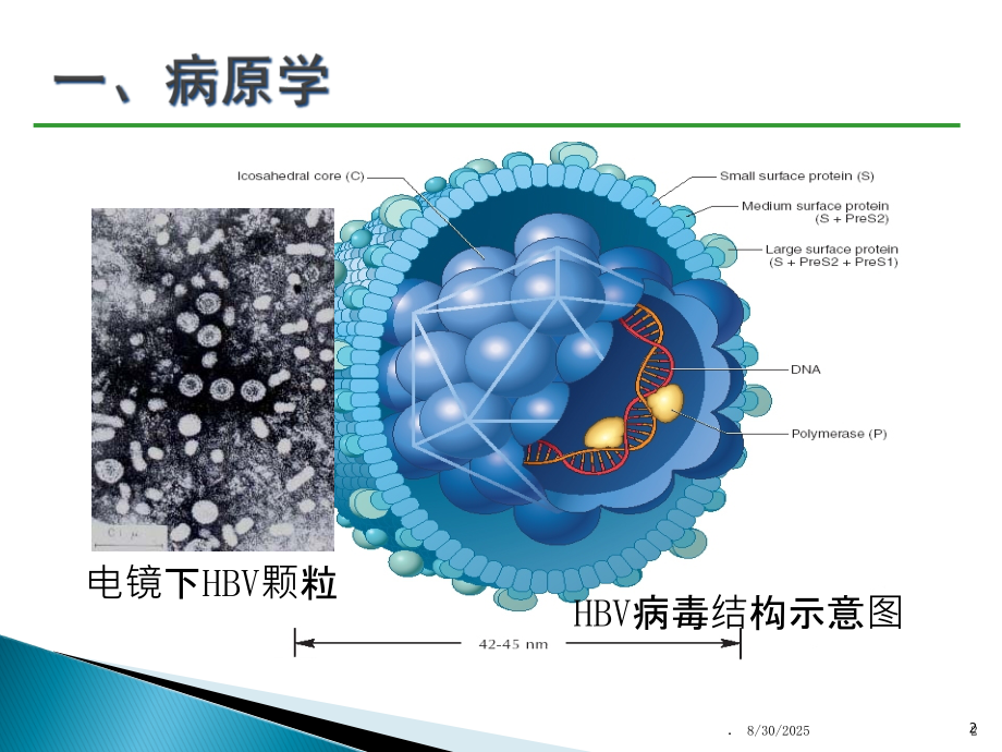 乙肝防治指南经典版要点PPT课件.ppt_第2页