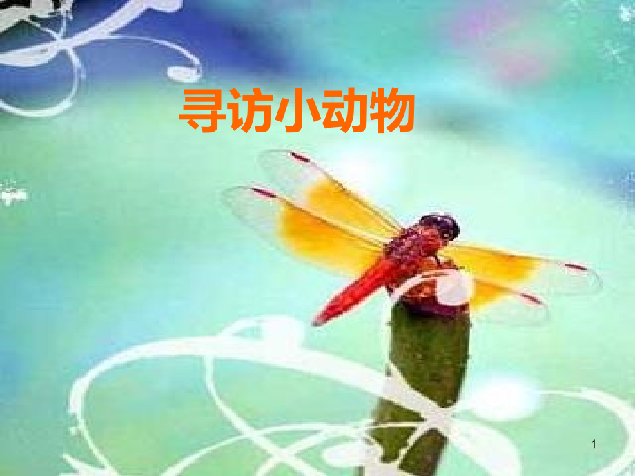 寻访小动物PPT课件.ppt_第1页