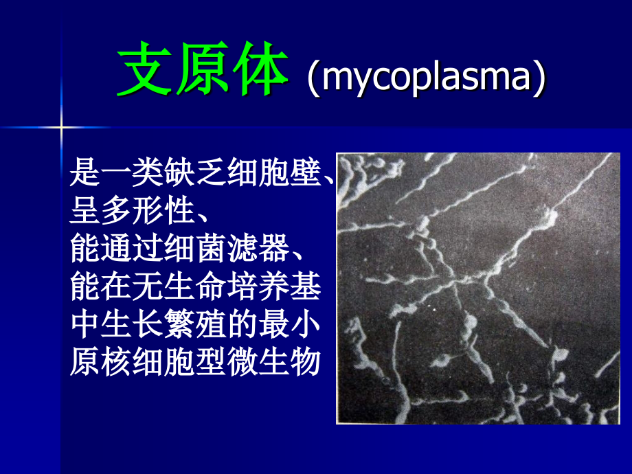 微生物支原体立克次体衣原体螺旋体.pptx_第2页