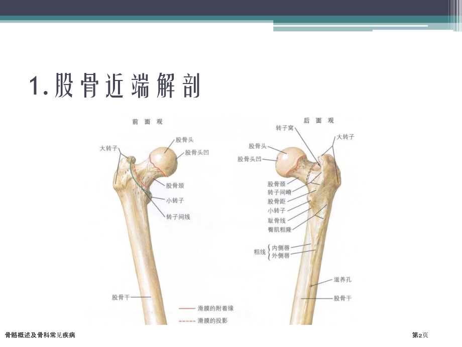 骨骼概述及骨科常见疾病.pptx_第2页