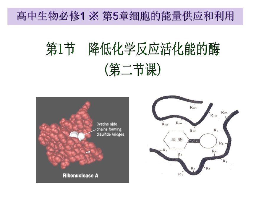 151生物必修1课堂教学—降低化学反应活化能的酶.pptx_第1页