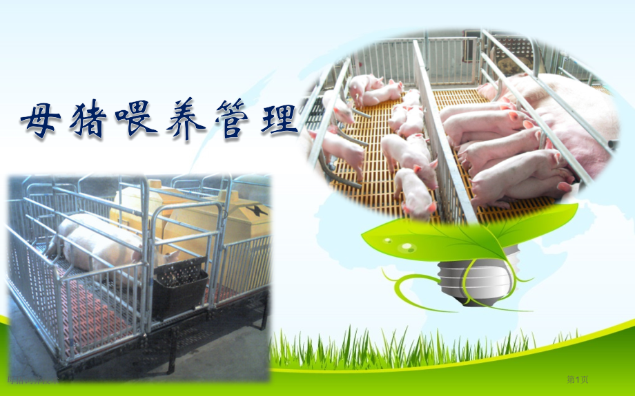 母猪饲养技术.pptx_第1页