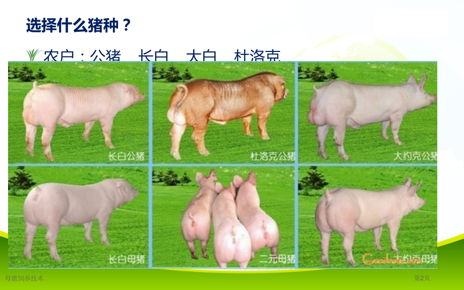 母猪饲养技术.pptx_第2页