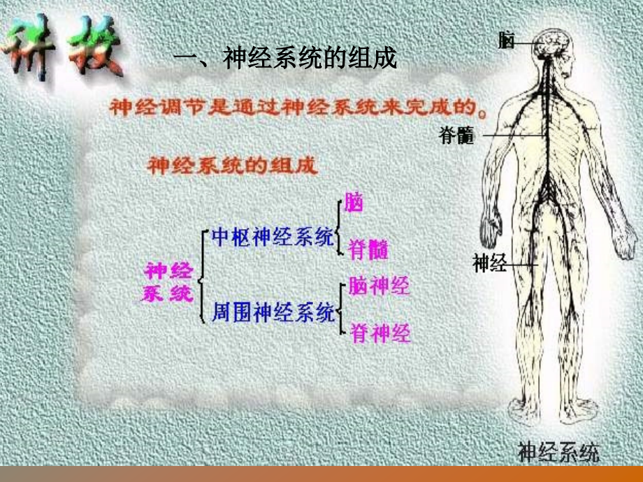 鄂教版科学九上神经调节p综述.pptx_第2页