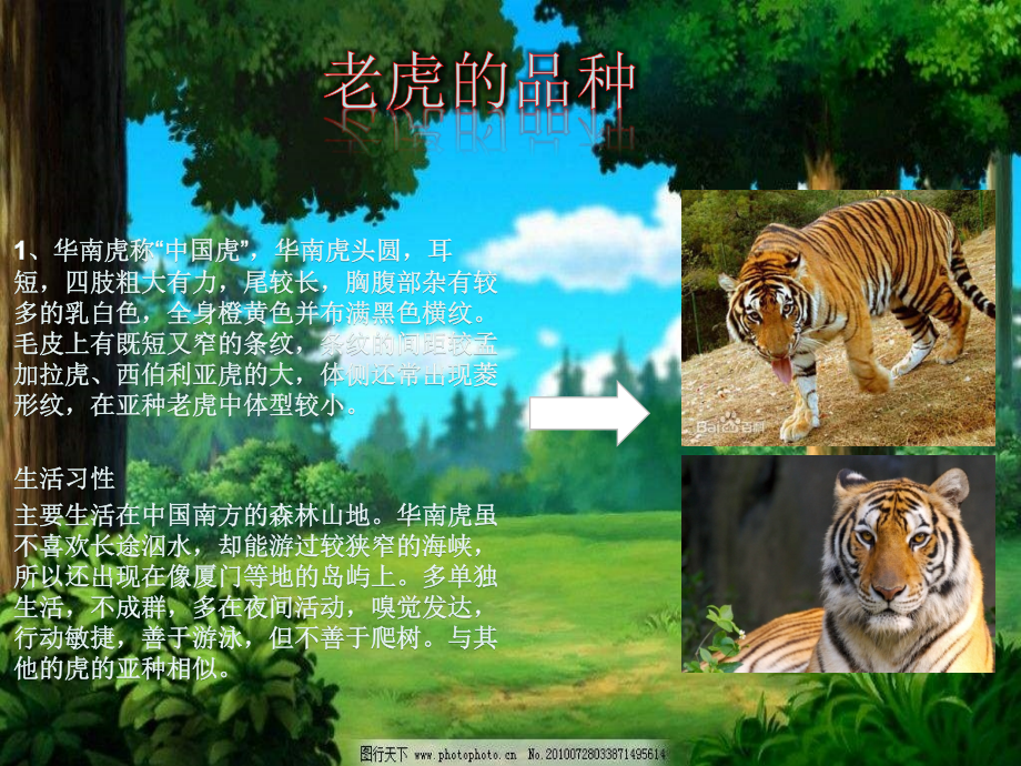语文作业—小动物老虎.pptx_第2页