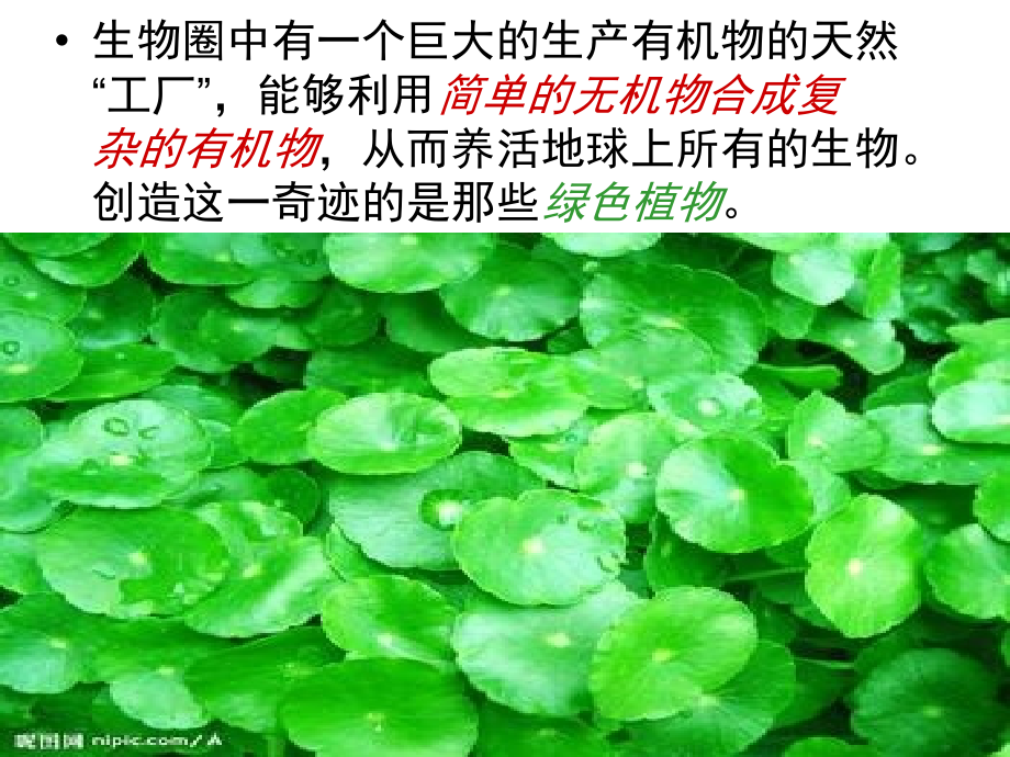 绿色植物是生物圈中有机物的制造者.pptx_第2页