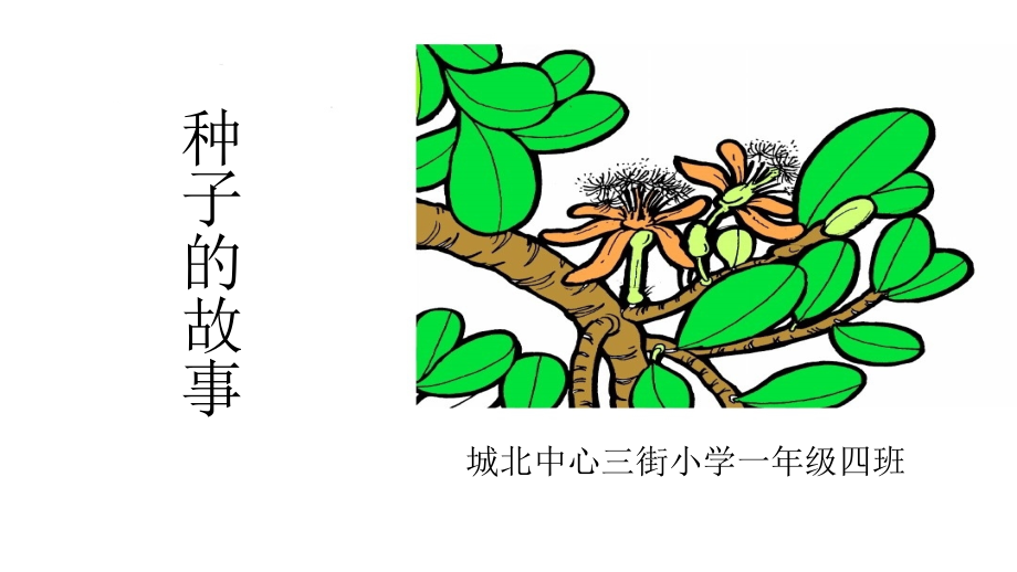 种子的故事.pptx_第1页