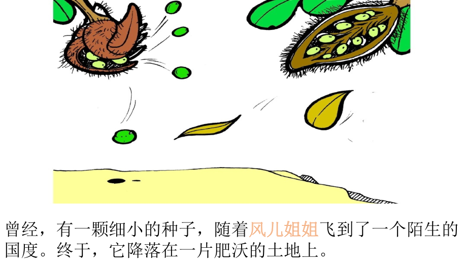 种子的故事.pptx_第2页