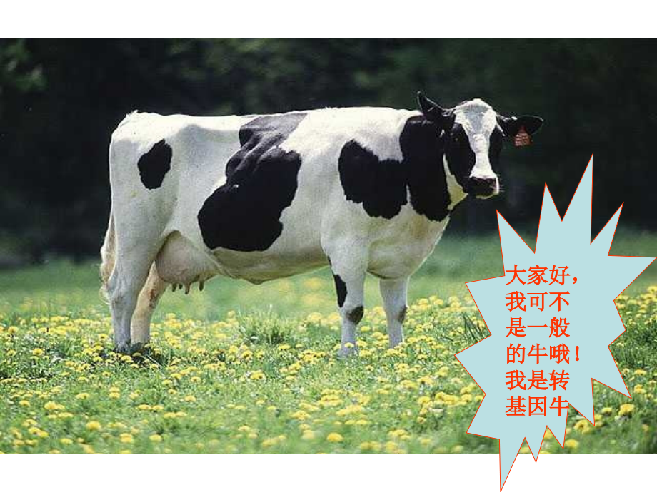 高三生物蛋白质的合成与运输.pptx_第2页