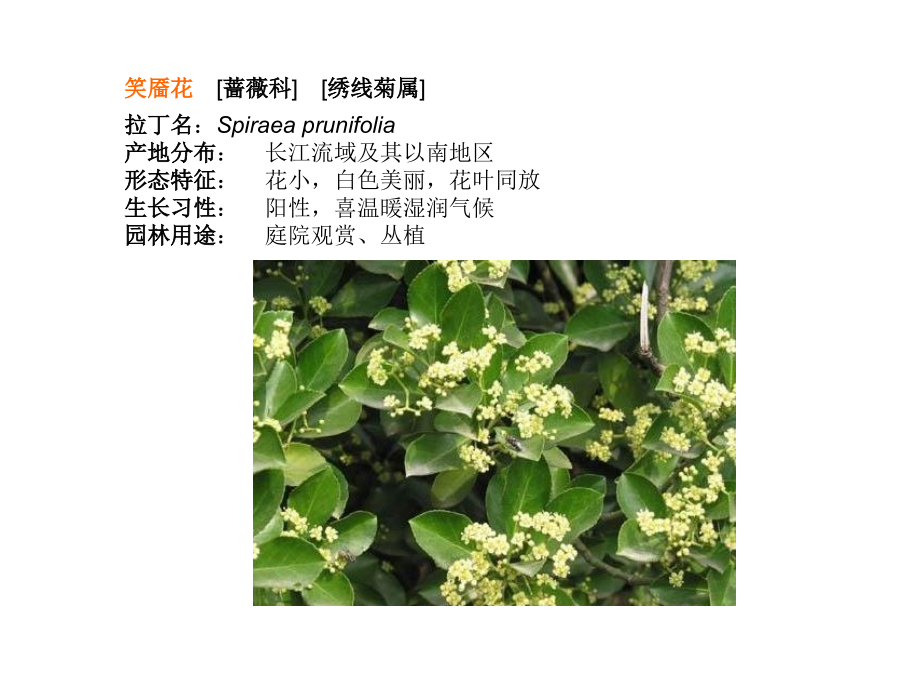 种常见灌木.pptx_第1页