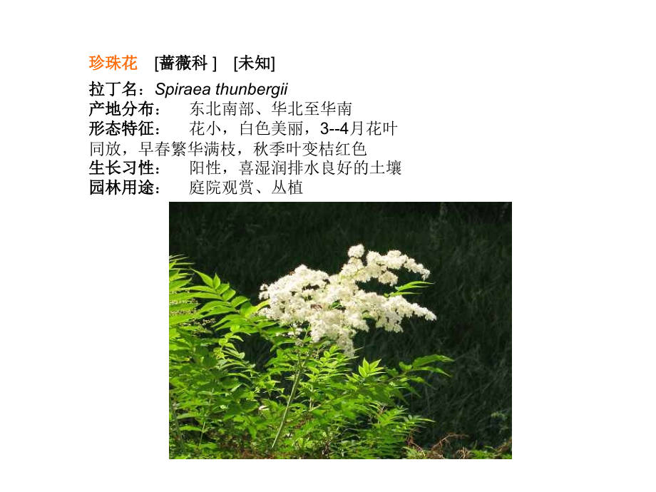 种常见灌木.pptx_第2页