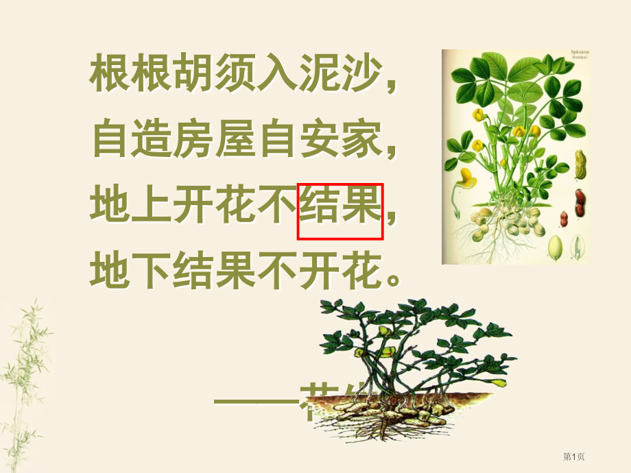 15课落花生PPT6666市公开课金奖市赛课一等奖课件.pptx_第1页
