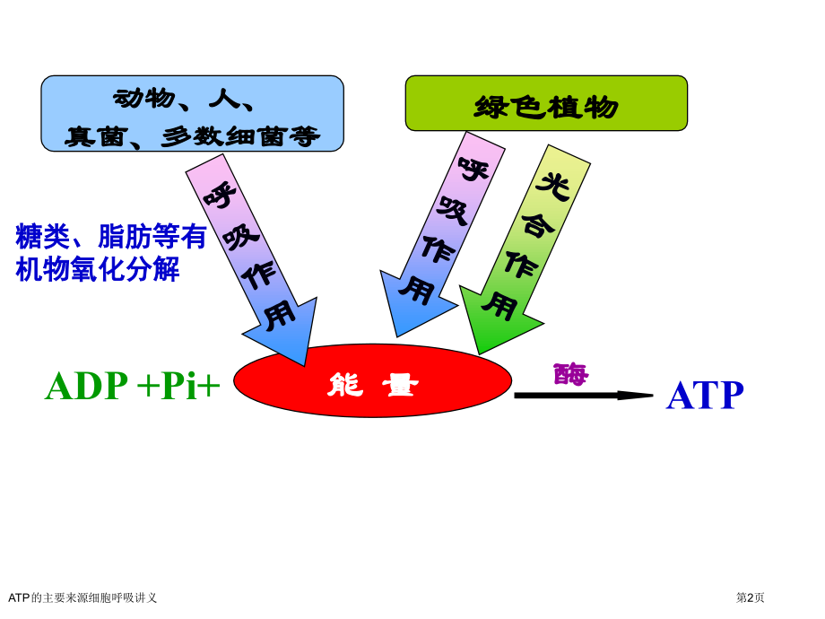ATP的主要来源细胞呼吸讲义.pptx_第2页