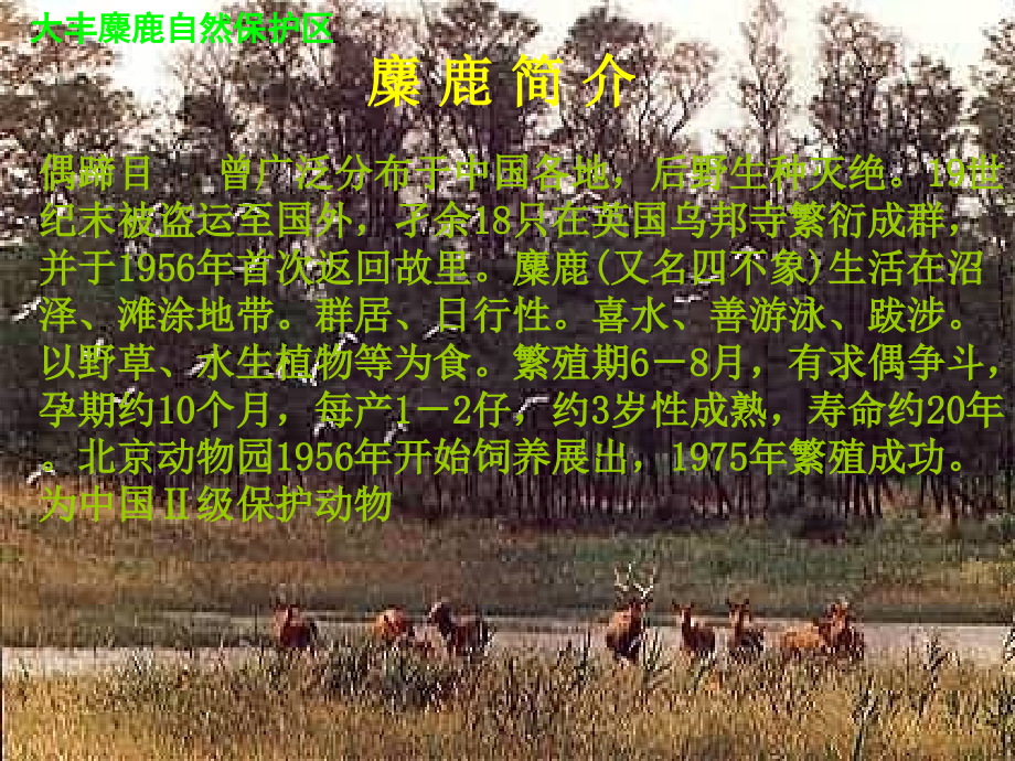 苏教版六年级语文上册17课麋鹿——六3蔡正莉.pptx_第2页