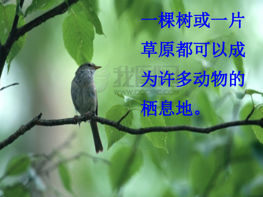 苏教版六年级科学下册寻找生物的家园.pptx_第2页