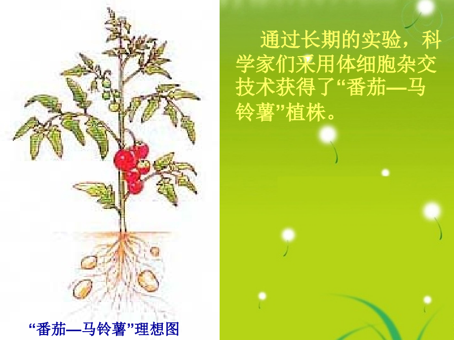 高中生物--2动物细胞融合与单克隆抗体-新人教版选修.pptx_第1页