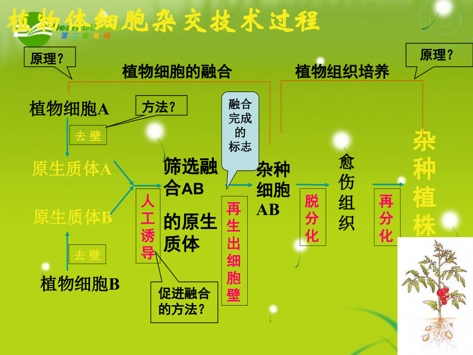 高中生物--2动物细胞融合与单克隆抗体-新人教版选修.pptx_第2页