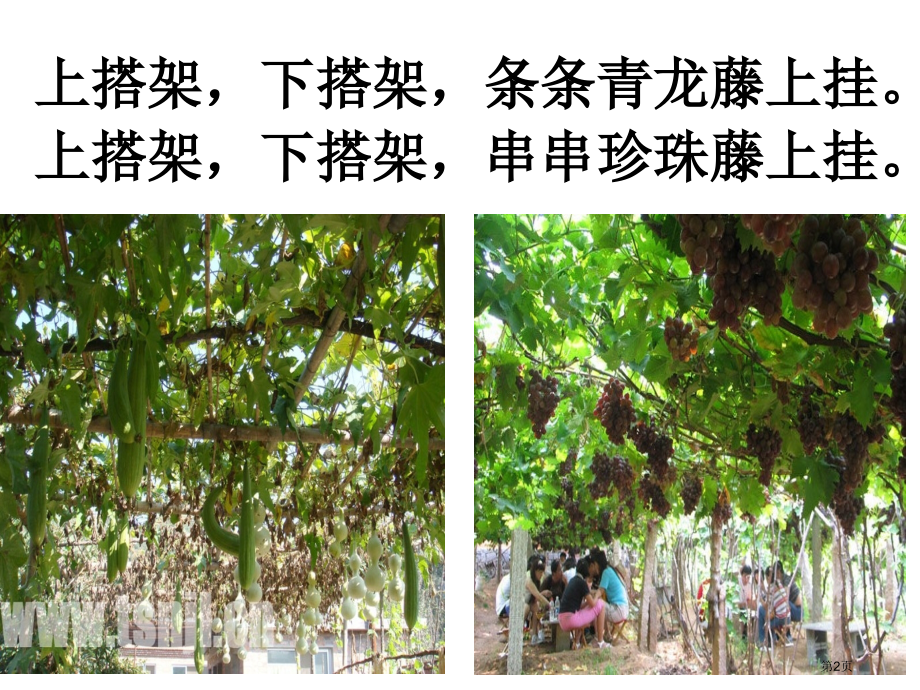 爬山虎的脚7市公开课金奖市赛课一等奖课件.pptx_第2页