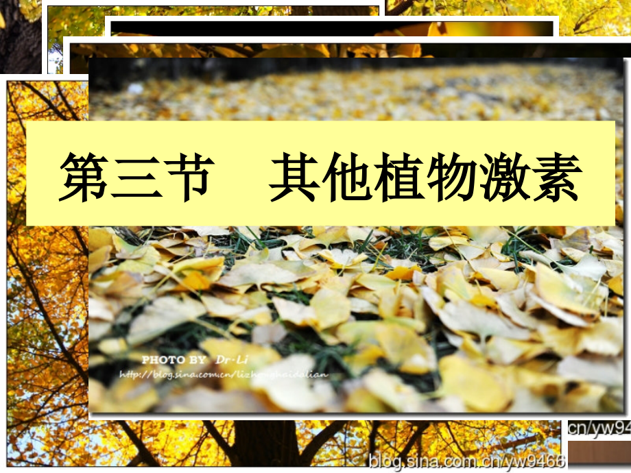 文科其他植物激素.pptx_第1页