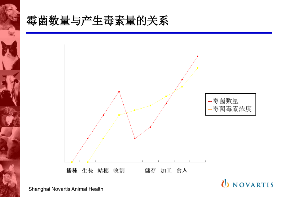 霉菌中毒对畜禽的危害.pptx_第2页