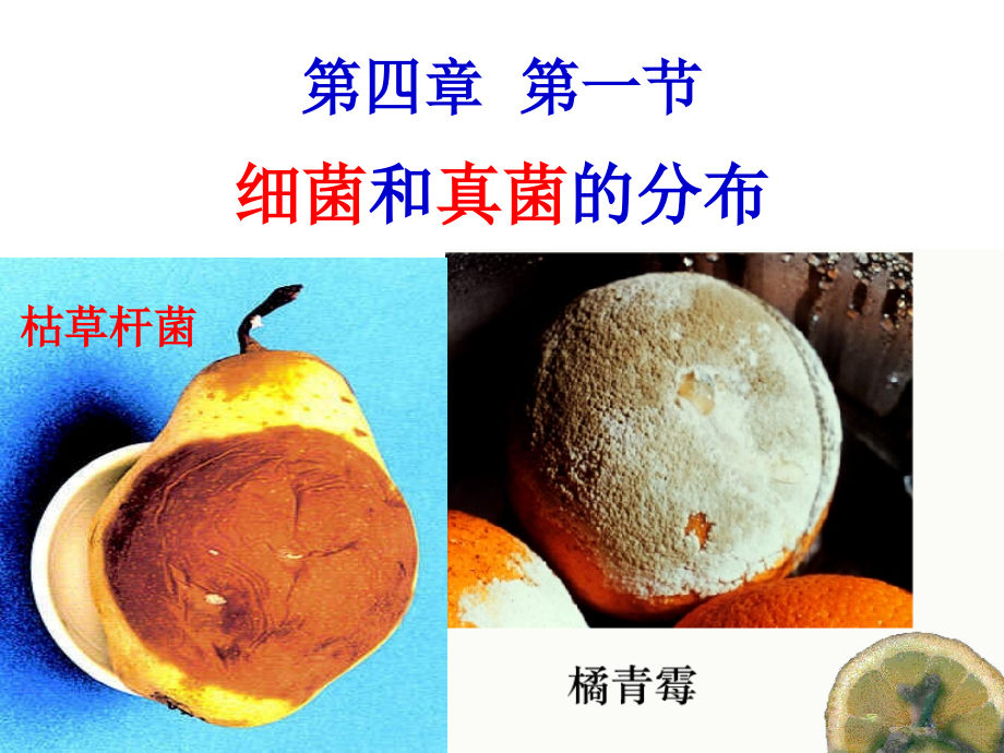 细菌和真菌的分布1.pptx_第1页