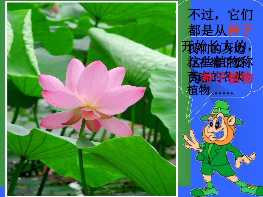 种子植物123.pptx_第1页