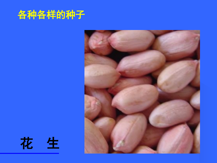 种子植物123.pptx_第2页