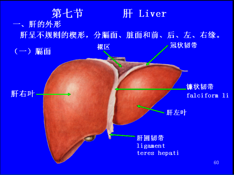 称为肝脓肿.pptx_第2页