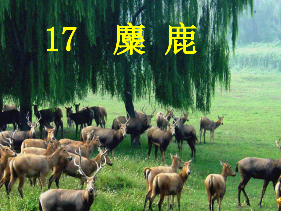 苏教版六年级语文上册17课麋鹿——侯凤芹.pptx_第1页