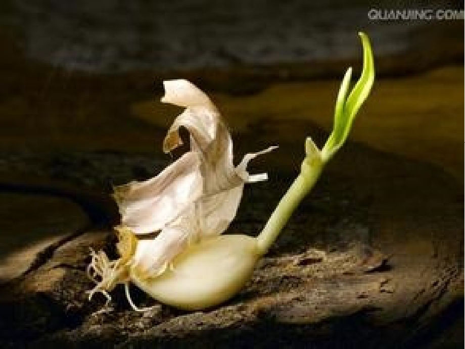 种子的休眠.pptx_第1页