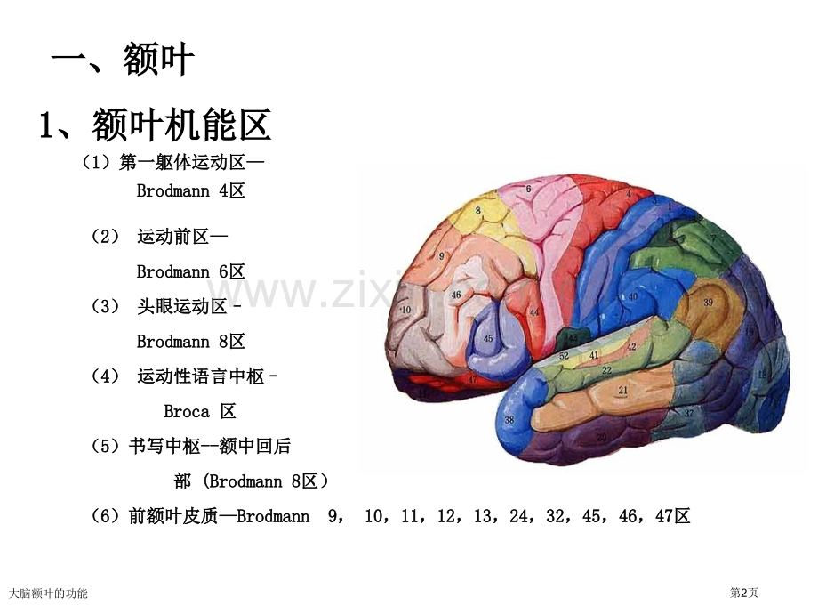 大脑额叶的功能.pptx_第2页
