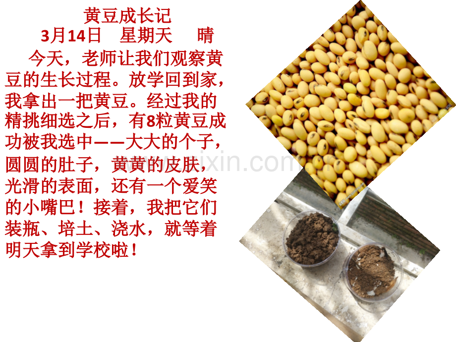 语文S版五年级下册习作二黄豆生长连续观察日记.pptx_第1页