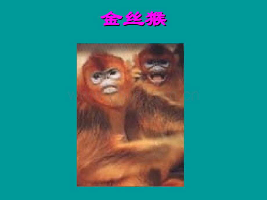 语文521特别营救1鄂教版八年级上册.pptx_第1页