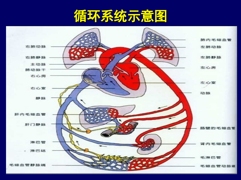 重症心力衰竭的药物.pptx_第2页