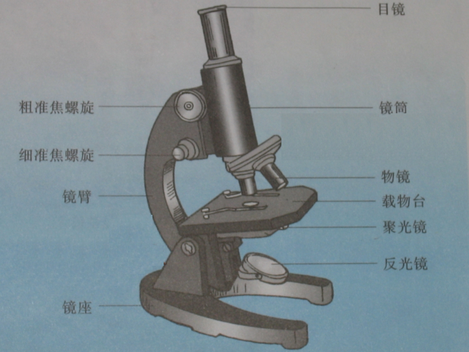 高中生物-实验一使用高倍显微镜观察几种细胞.pptx_第2页