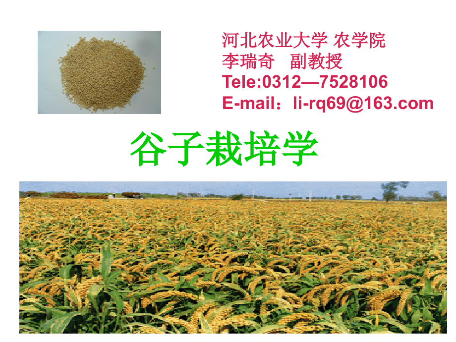 谷子millet.pptx_第1页