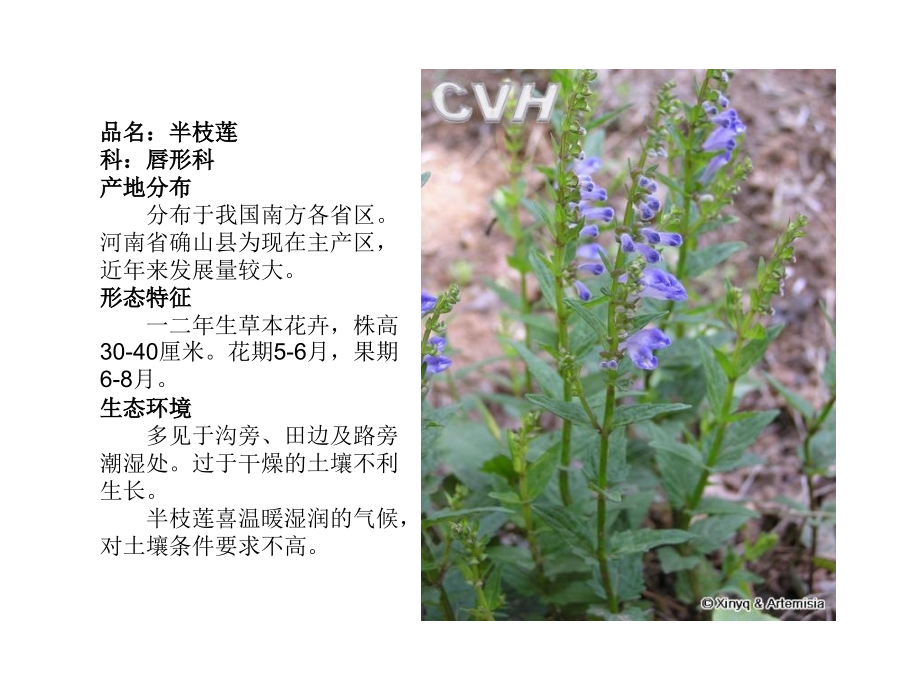 种常见草本.pptx_第2页