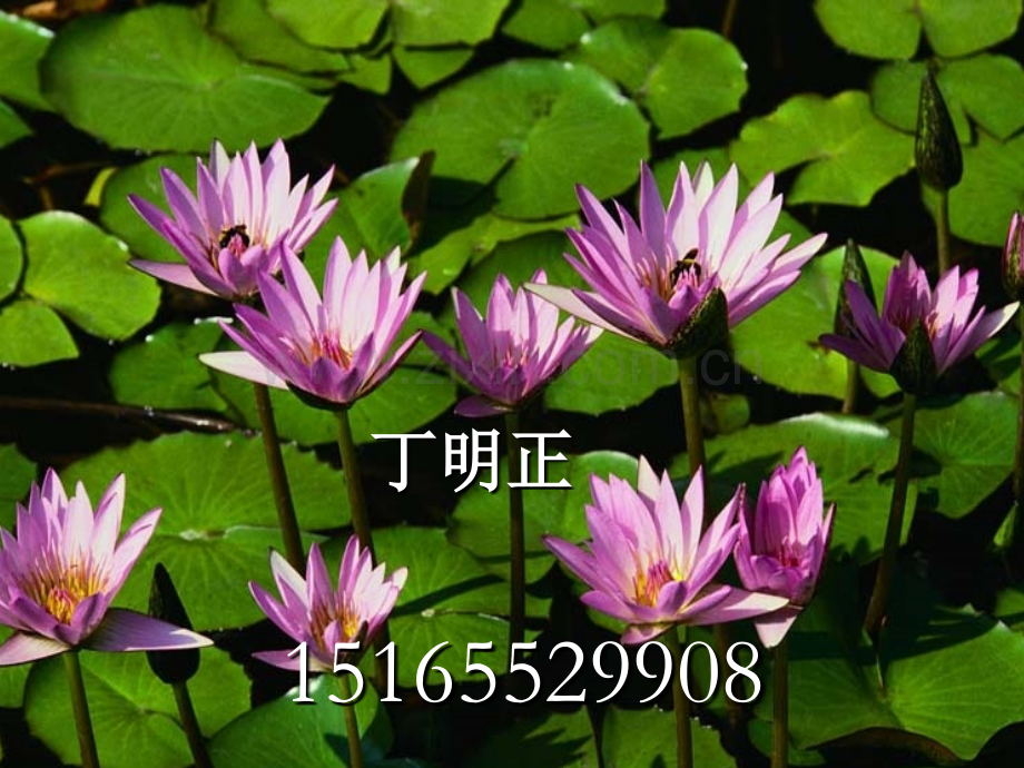工业制冷与空调作业.pptx_第2页