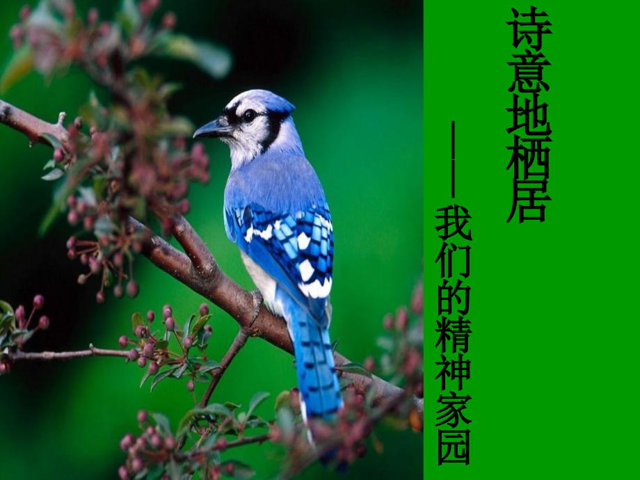 中国文学作品欣赏诗经楚辞.pptx_第1页
