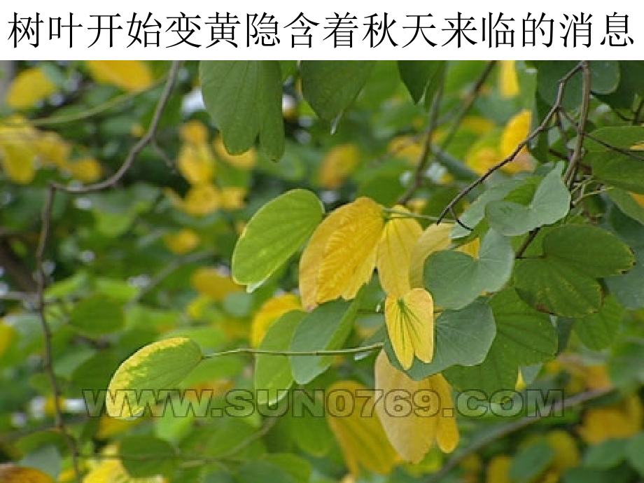 人教版五年级下册语文信息传递改变着我们的生活.pptx_第2页