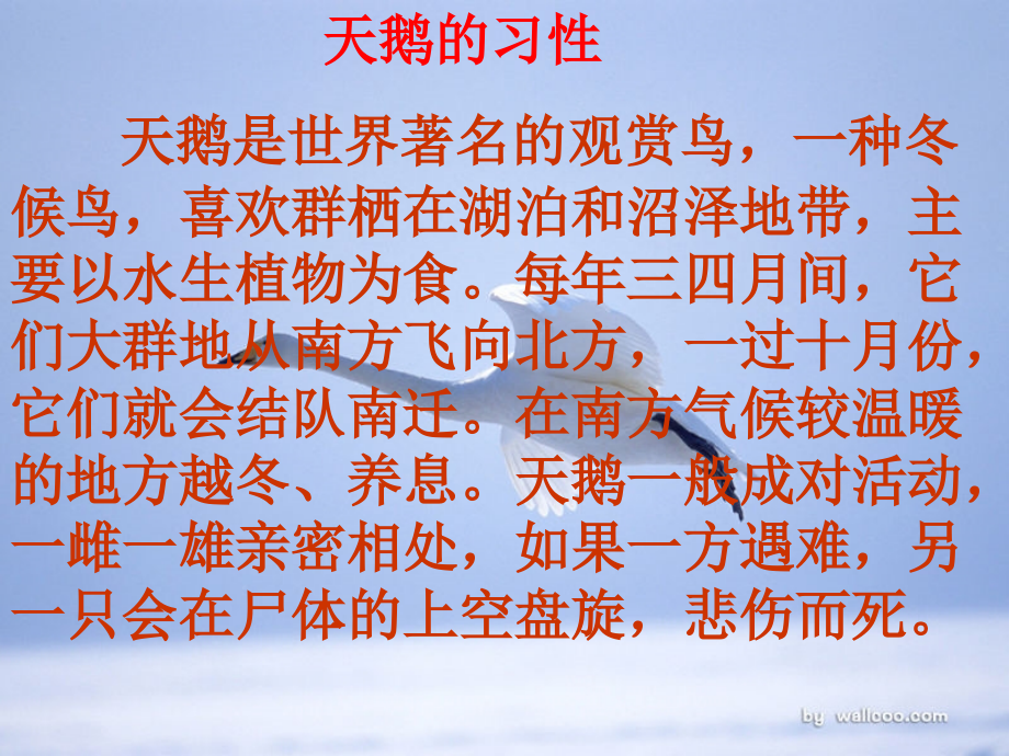 天鹅的故事PPT课件.pptx_第2页