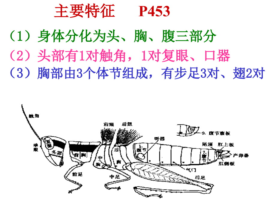 9昆虫纲zyj.pptx_第2页