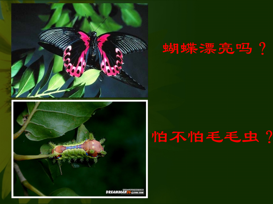 初二生物昆虫生殖和发育2.pptx_第1页