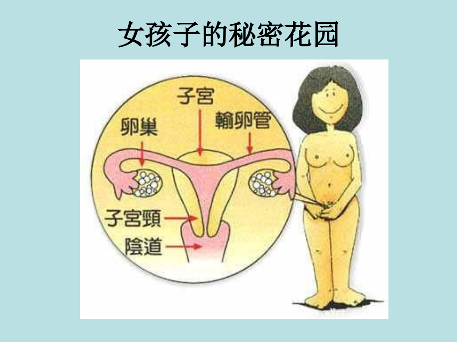 女生早期性教育生理卫生课.pptx_第2页