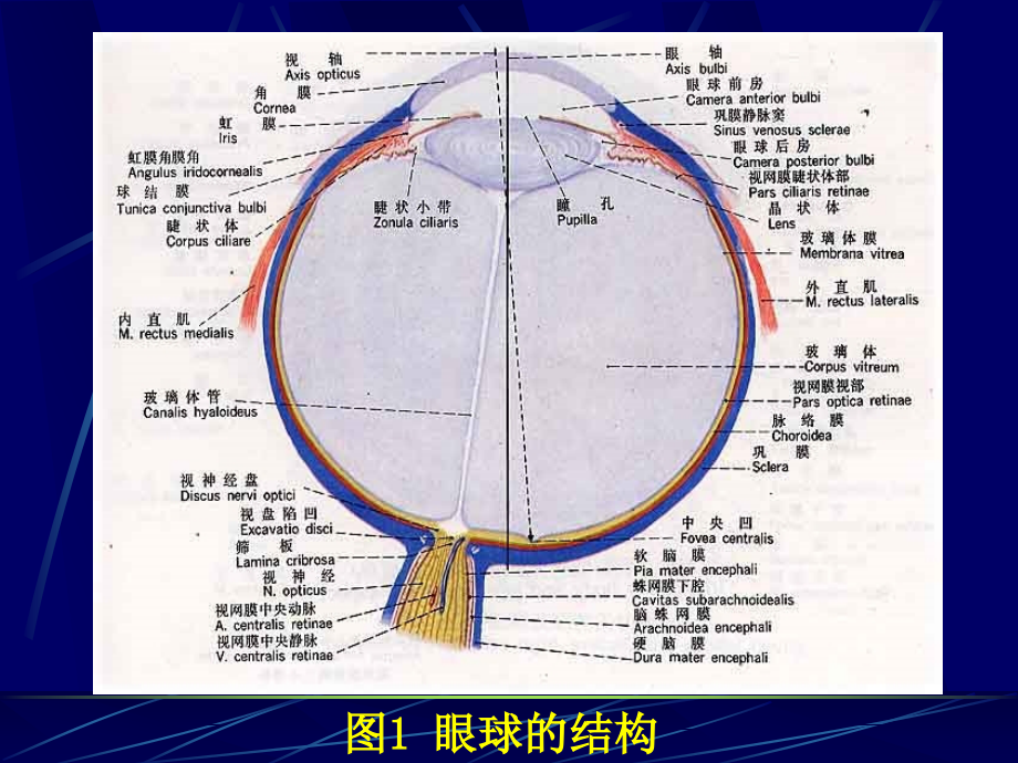 三感觉器官.pptx_第2页
