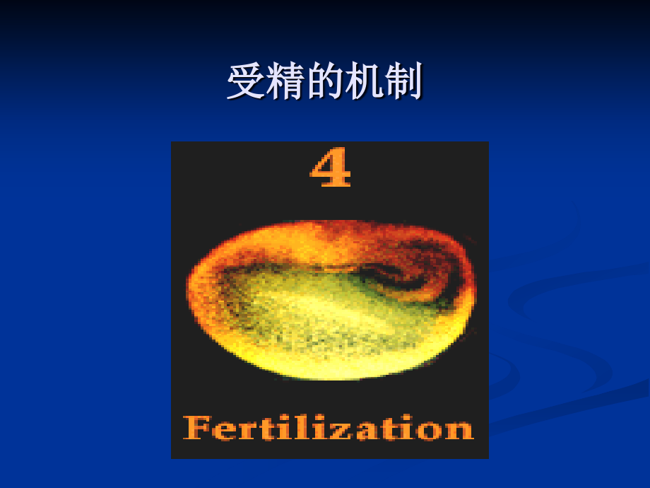 受精的机制.pptx_第1页