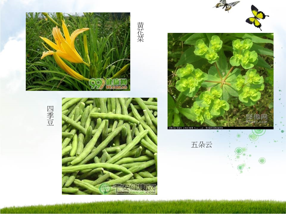 好多动植物都有毒.pptx_第2页