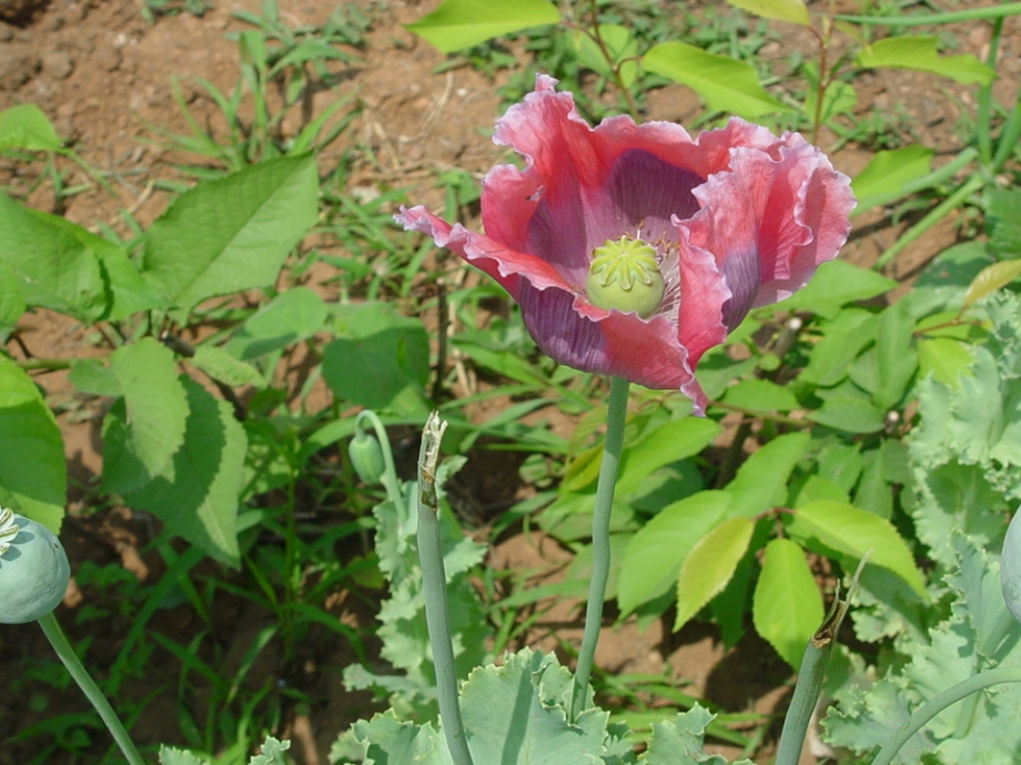 中国的禁毒形势.pptx_第2页