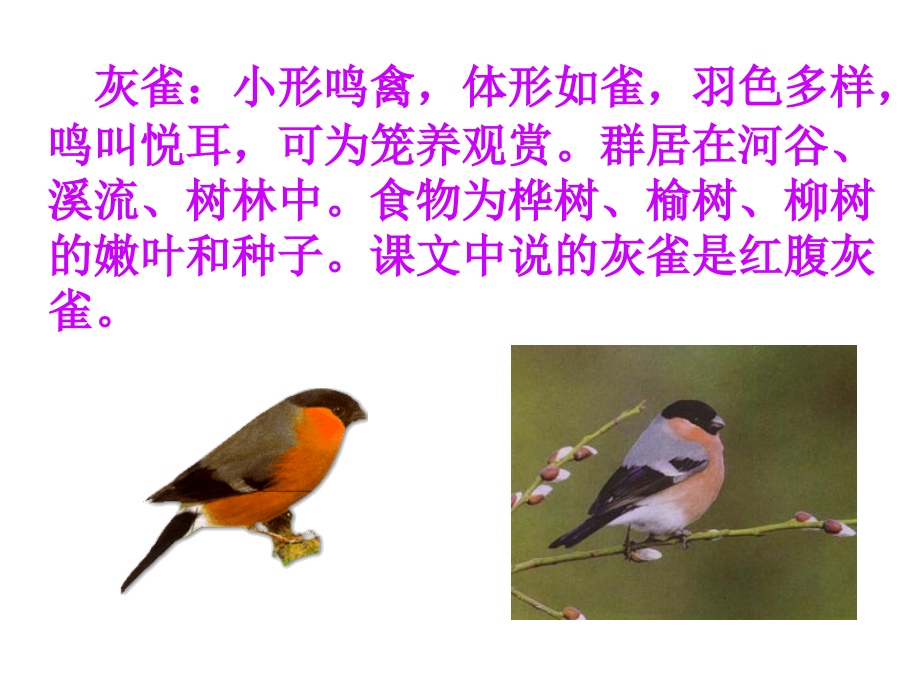 人教版三年级语文上册灰雀PPT课件.pptx_第2页